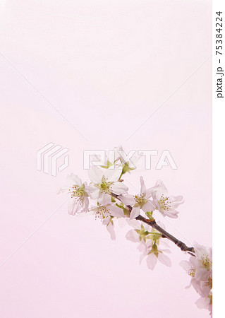 桜 啓翁桜 ポストカード 桜 啓翁桜 ポストカード 75384224