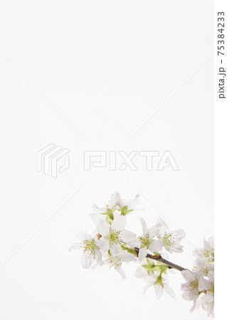 桜 啓翁桜 ポストカード 桜 啓翁桜 ポストカード 75384233