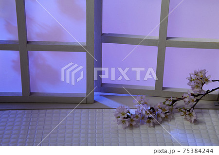 indoor　おうちで　夜桜　お花見 75384244