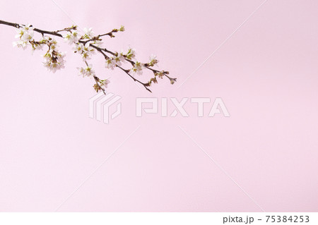 indoor おうちで 桜 お花見 indoor おうちで 桜 お花見 75384253