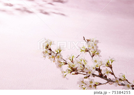 indoor おうちで 桜 お花見 indoor おうちで 桜 お花見 75384255