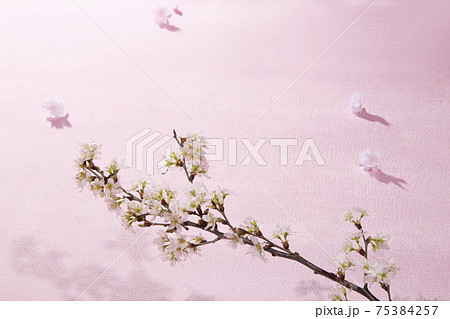 indoor おうちで 桜 お花見 indoor おうちで 桜 お花見 75384257