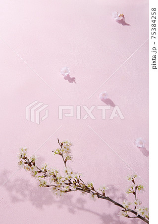 indoor おうちで 桜 お花見 indoor おうちで 桜 お花見 75384258