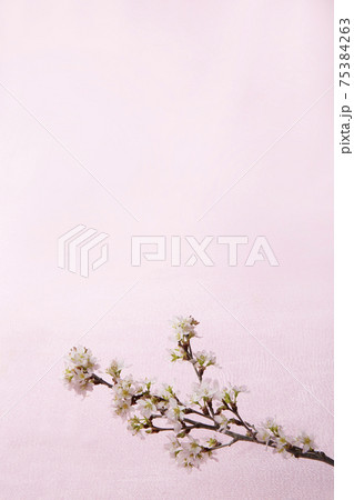 indoor おうちで 桜 お花見 indoor おうちで 桜 お花見 75384263