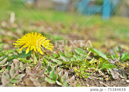 公園の黄色いタンポポの花 公園の黄色いタンポポの花 75384639