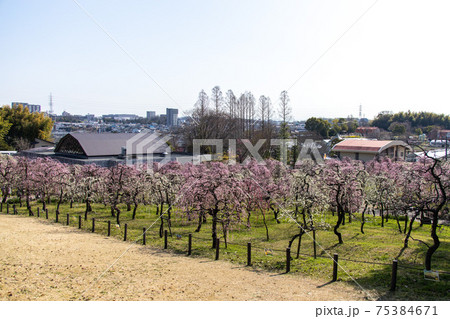 名古屋市農業センターdelaファームのしだれ梅の写真素材