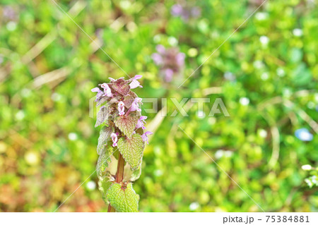 小さなピンクのヒメオドリコソウの花 小さなピンクのヒメオドリコソウの花 75384881