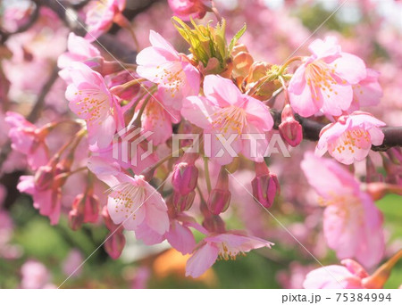 桜 桜 75384994