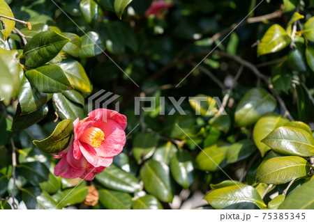 日光を浴びる椿の花 日光を浴びる椿の花 75385345