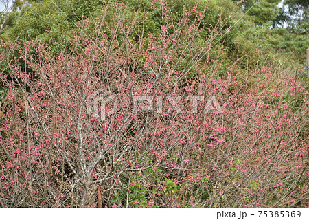 緋寒桜の開花 75385369