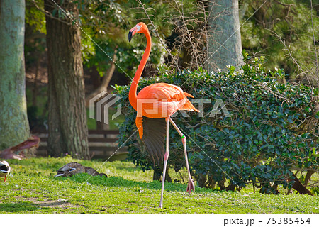 池のほとりを散歩するベニイロフラミンゴ 池のほとりを散歩するベニイロフラミンゴ 75385454