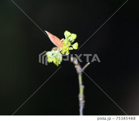 クロモジ（黒文字）の花 75385488