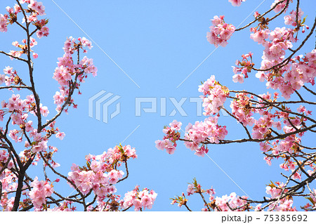 河津桜 75385692