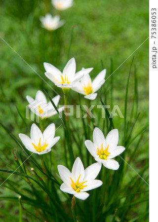 ブルーミング 開花 咲く 75386053