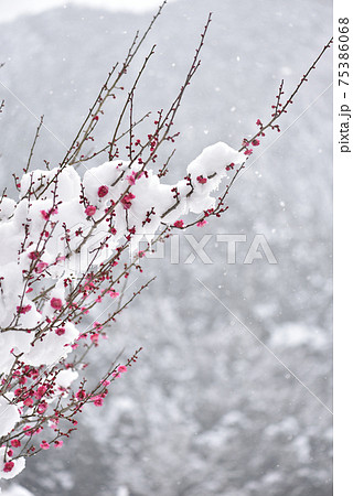 梅の花と雪景色 75386068
