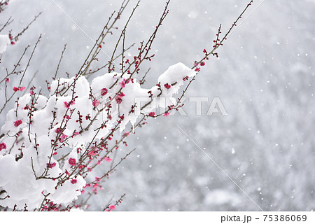 梅の花と雪景色 梅の花と雪景色 75386069