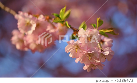 Spring background. Beautiful flowering tree with natural colors. Beautiful spring morning with the rising sun. Spring background. Beautiful flowering tree with natural colors. Beautiful spring morning with the rising sun. 75386472