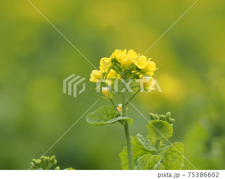 早春の菜の花 75386602