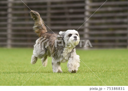ドッグランで遊ぶ小型犬、ミックス犬、シーズー 75386831