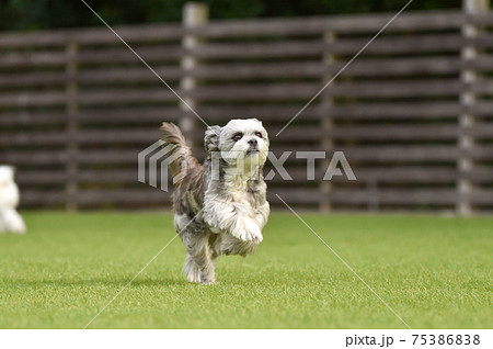 ドッグランで遊ぶ小型犬、ミックス犬、シーズー 75386838