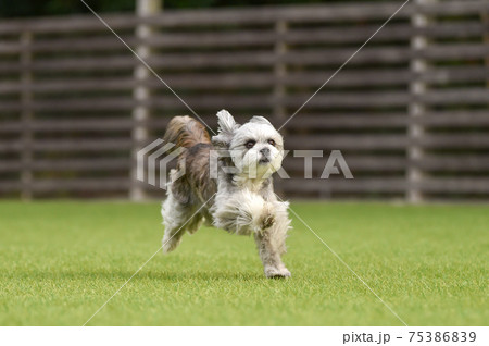 ドッグランで遊ぶ小型犬 ミックス犬 シーズーの写真素材