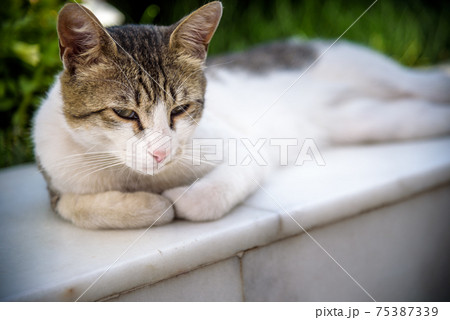 White cat lying down on the stone and enjoying sun with her eyes closed White cat lying down on the stone and enjoying sun with her eyes closed 75387339