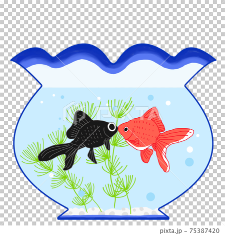 金魚鉢の金魚がキスしている夏イメージのイラスト 75387420