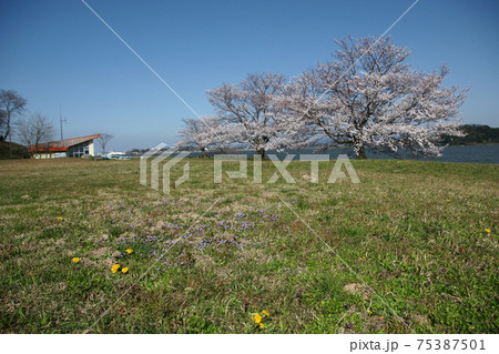 鳥取 四季の散歩 春 青島 鳥取 四季の散歩 春 青島 75387501