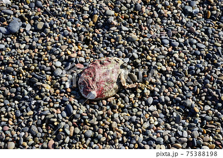 復興した十府ヶ浦 海岸の小石 復興した十府ヶ浦 海岸の小石 75388198