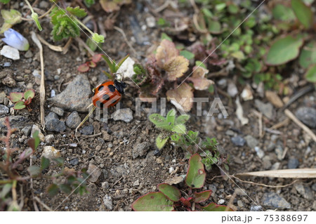 冬の野原の草に止まるナナホシテントウムシ 75388697