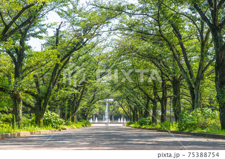 府中の森公園　花のプロムナード 75388754