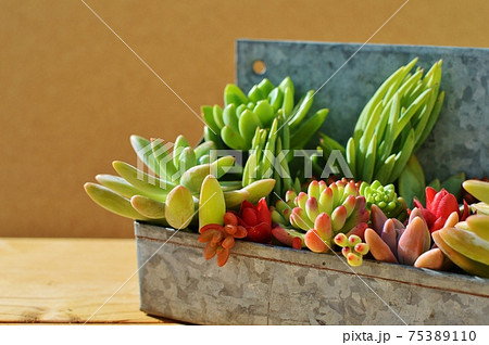 ブリキの器にカラフルな多肉植物の寄せ植え　 75389110