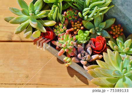 ブリキの器にカラフルな多肉植物の寄せ植え　 75389133