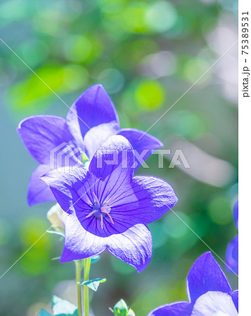 桔梗の花 桔梗の花 75389531