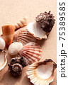 Set of seashells 75389585