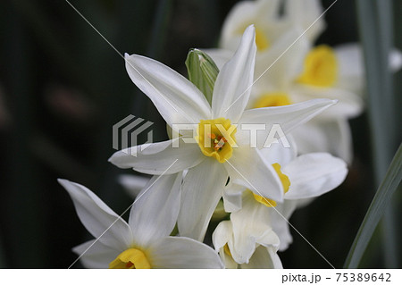 冬の花壇に咲くフサザキスイセンの白い花の写真素材