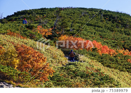紅葉の北アルプス・爺ヶ岳稜線を行く登山者 75389979