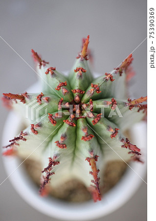 多肉植物 ホリダ ユーフォルビア 多肉植物 ホリダ ユーフォルビア 75390369