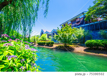 新緑の水路と月桂冠大倉記念館 75390502