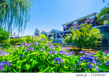 新緑の水路と月桂冠大倉記念館 75390507