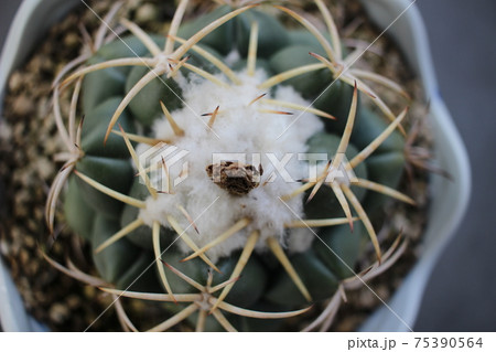 サボテン 象牙丸 コリファンタ サボテン 象牙丸 コリファンタ 75390564