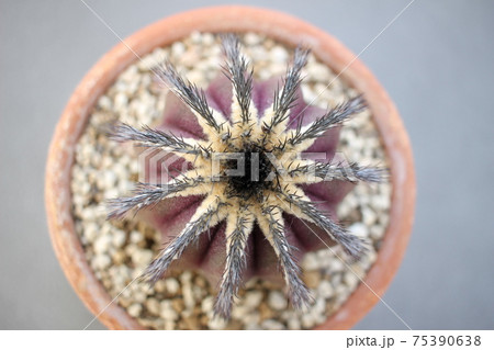 多肉植物　ユーベルマニア　ペクチニフェラ 75390638