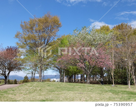 初夏の赤城高原 初夏の赤城高原 75390957