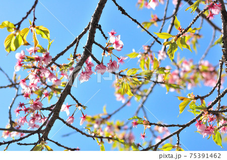 若葉に変わる桜の花 若葉に変わる桜の花 75391462
