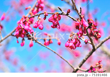 満開の桜 満開の桜 75391466