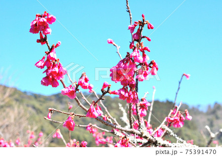 満開の桜 75391470