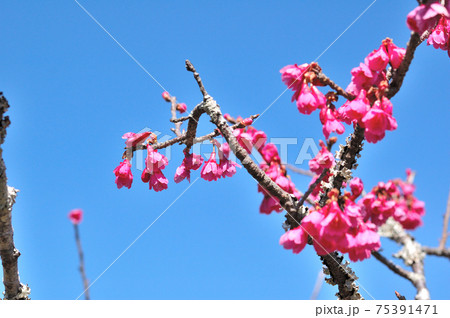 桜の花のつぼみ 75391471