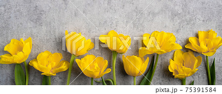 チューリップ チューリップ 花 75391584