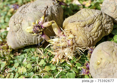 ジャガイモの芽 ジャガイモの芽 75392677