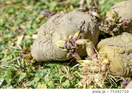 ジャガイモの芽 ジャガイモの芽 75392710